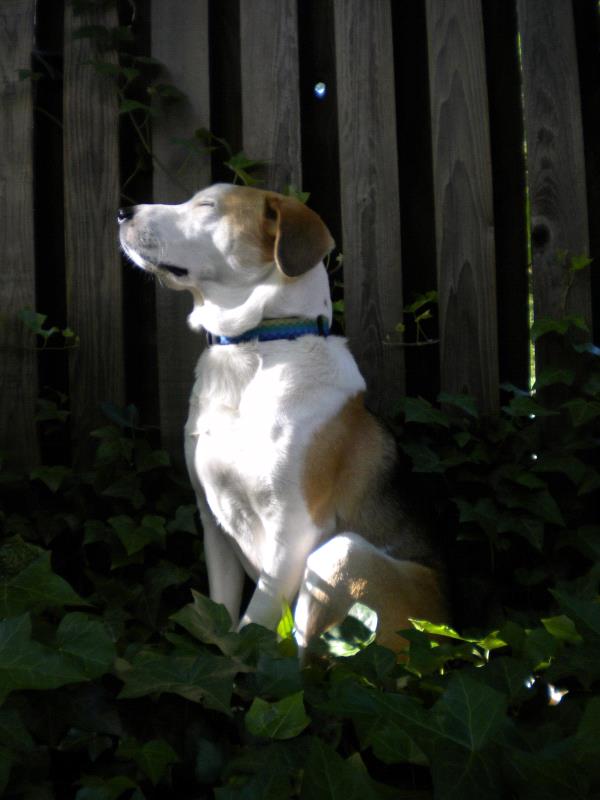 /Images/uploads/Humane Rescue Alliance/HRACalendarPhotoContest/entries/8458thumb.jpg
